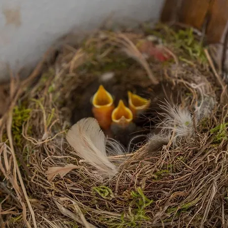 Casa Dos Cabecinhos Feriehus *