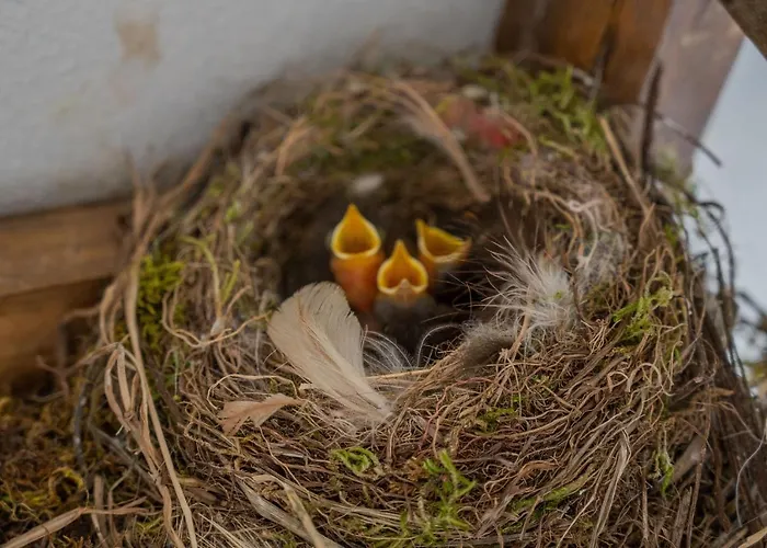 Casa Dos Cabecinhos Prázdninový dům *